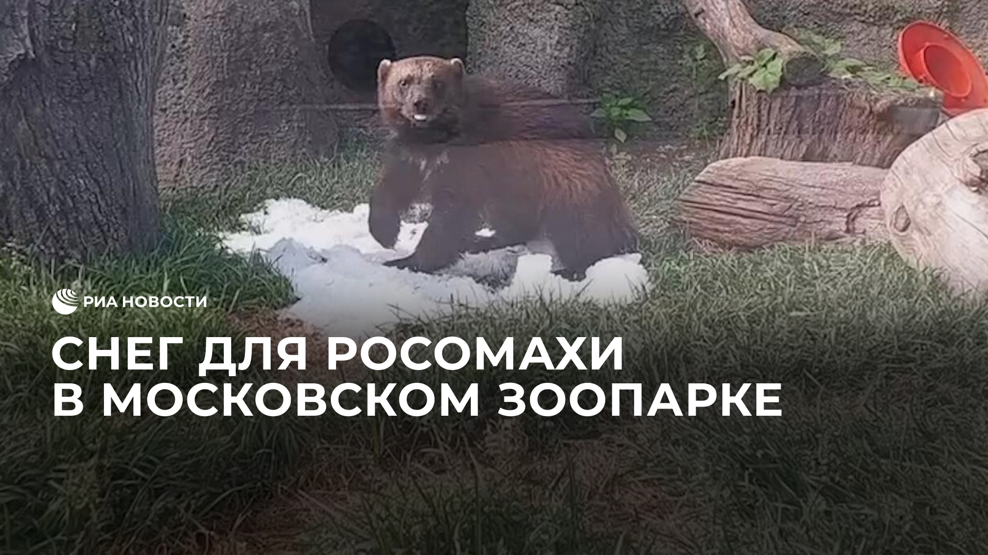 Снег для росомахи в Московском зоопарке