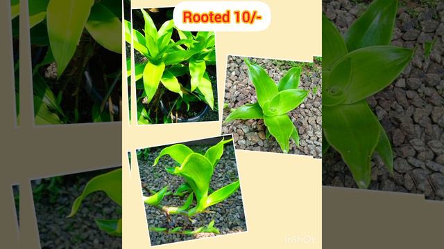 Plants for sale /clearance sale /5രൂപ മാത്രം 😍😍🥳