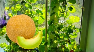 Я вырастил дыню дома