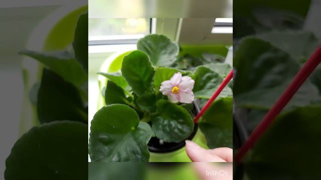 фиалочкирасцвели