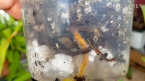 Фрагмипедиум. Наблюдения и советы по уходу.