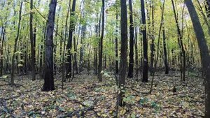 5 октября. В поисках вёшенки