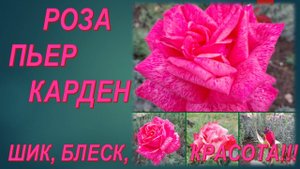 Роза Пьер Карден. Шик, блеск, красота!!!