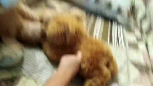 Мультик друзья смотреть онлайн