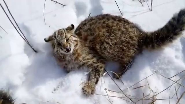 Амурский дикий кот. Камышовый