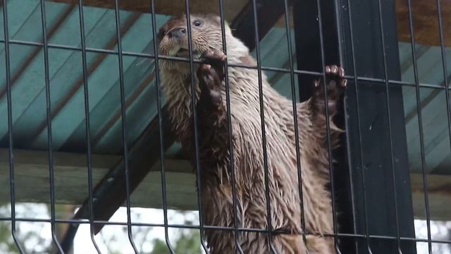 Зоопарк Челябинска | Крысы живут в вольерах для хищников смотреть онлайн