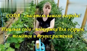 СОДА - спасатель вашего огорода