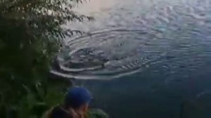 Рыбалка в  черте Минска. Рыбалка в Беларуси. Рыбалка на Свислочи.