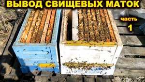 Начинаю вывод свищевых маток.