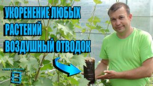 ВОЗДУШНЫЕ ОТВОДКИ - СУПЕР СПОСОБ УКОРЕНЕНИЯ ЧЕРЕНКОВ СПОСОБ №1. ВИНОГРАД В ТЕПЛИЦЕ
