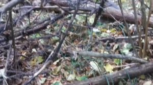 Когда и где покупать пчёл начинающим пчеловодам?