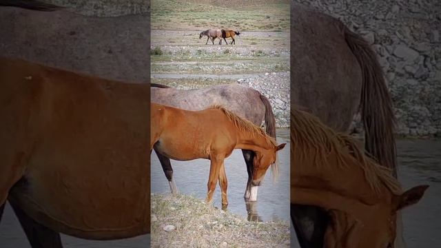 Ах вы, кони, мои кони... #horse #кентау #речка #горы #природа смотреть онлайн
