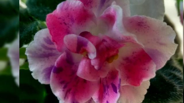 Красивые сорта фиалок!!! РМ- Павлина. Фотообзор. смотреть онлайн