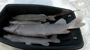 Рыбалка на Амуре в Декабре. Трофейная ЩУКА ЛЕОПАРД зимой 2023