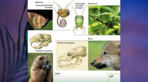 §10 "Питание и пищеварение", Биология 6 класс, Сивоглазов