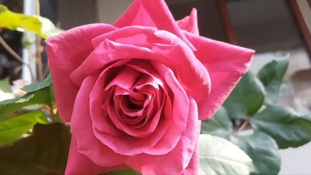 Моя золовка любит пожить за чужой счет. А мой муж ей в этом потакает. За что и поплатился... смотреть онлайн