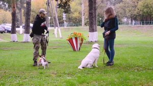 Агрессивный джек-рассел - как исправить за 30 минут!