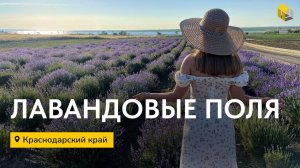Лавандовые поля в Краснодарском Крае | Обзор на сыроварню | Стройбакс | Мечта близко | Дом у моря