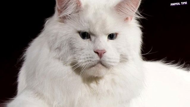 Как выглядит белый мейн кун ДЕВУШКА КУПИЛА ОБЫЧНОГО КОТА НА РЫНКЕ, НО ЧЕРЕЗ ГОД ОН ПРЕВРАТИЛСЯ В НАСТОЯЩЕГО 