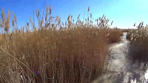 Охотничье хозяйство Южный регион охота с русскими пегими гончими на лис январь 2015