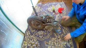 НЕ СМОГ ЗАПУСТИТЬ СКУТЕР ПОСЛЕ СБОРКИ. СУЗУКИ СЕПИЯ.