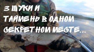 Рыбалка. 3 щуки и таймень в секретном месте. Рыбалка на реке Бикин в октябре на щуку. Поймали...