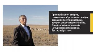 Нагул и откорм овец