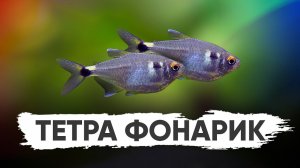 Тетра фонарик - аквариумная рыбка для начинающих аквариумистов