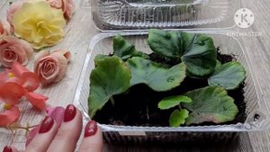 Укоренение БЕГОНИИ ЛИСТОМ, опыт и советы от Ани.