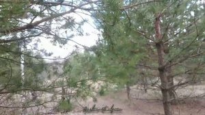 Польза сосновых почек. Сбор, хранение, противопоказания.