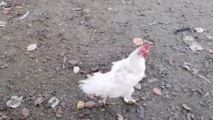 Петух гоняет молодых. Куры устроили драку.