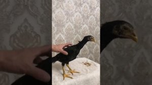 Цыплята О Шамо на продажу.