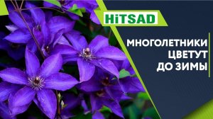 Многолетники Которые Цветут До Зимы Лучшие Многолетники Осенью
