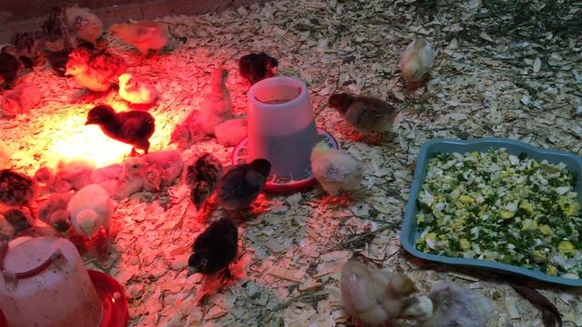  смотреть онлайн