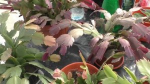 Декабристы набирают бутоны. Пора заносить в дом.