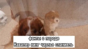 ?факты о породе кавалер кинг чарльз спаниель?