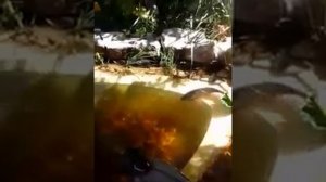 декоративный пруд с карпом и фонтаном на даче