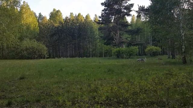 Одинокая 