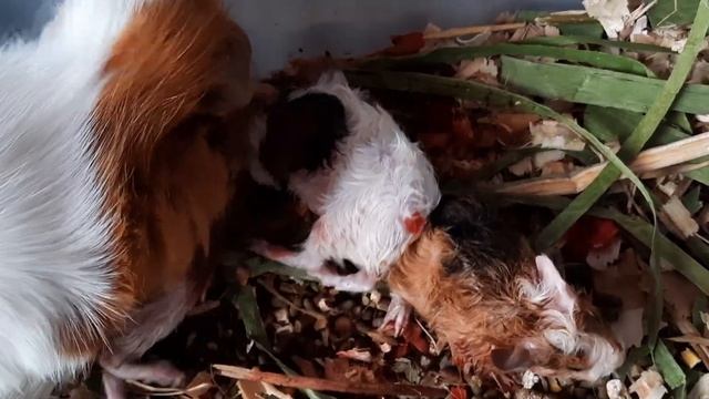 Новорождённые малыши Морских Свинок смотреть онлайн