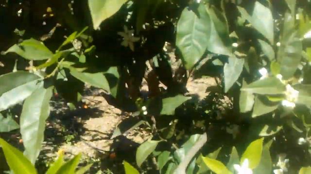 naranjo en flor смотреть онлайн