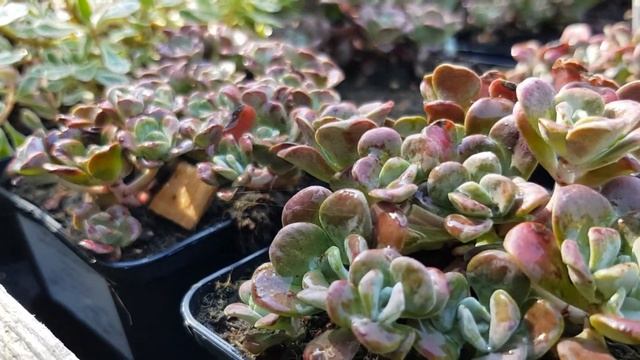 Sedum Spathulifolium 'Purpureum'