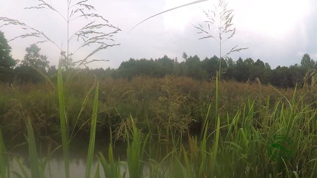 Ловля ельца на tenkara. Мушка сухой комарик. Поиск рыбы и отличные поклевки!