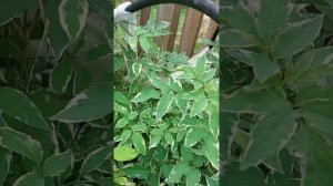 саженцы бузины чёрной Мадонна, северозапад