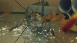 Жизнь Австралийских Раков в аквариуме. Часть 1.