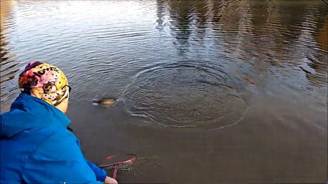 Силикон, силикон и вновь форелевые приманки на видео. Спорт зона, ловля крупной форели. Клёвое мест