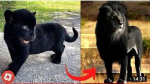 I'm a Big Kid Now - Dogs Grow Up And Cute Baby Animals TIK TOK ON TOP.I'm a Big Kid Now - Dogs Grow