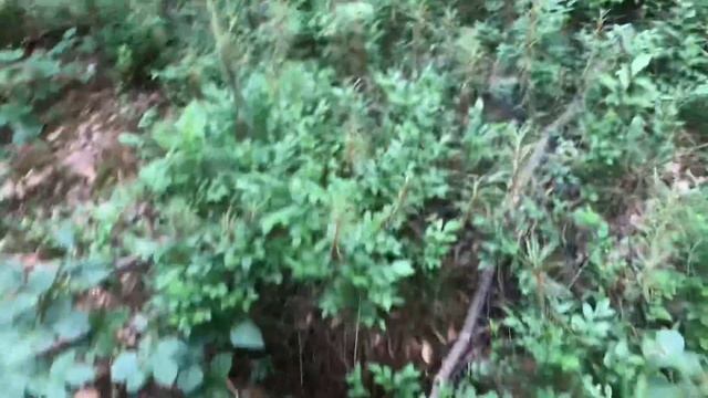 Грибы и ягоды! БОГАТЫЙ УРОЖАЙ! Земляника, клубника, черника, вишня, малина, лисичка! Лисички пошли! смотреть онлайн