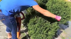 Топиарная стрижка туи западной.