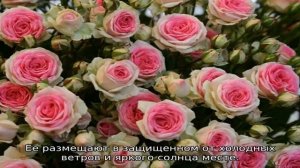 Роза Мими Эден