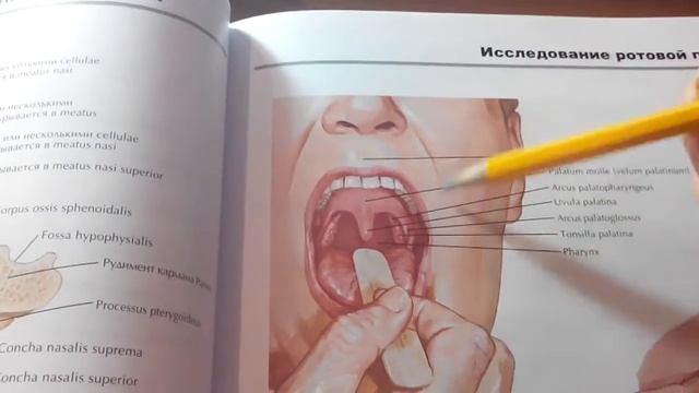 1 3 Твердое и мягкое небо смотреть онлайн
